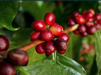 51. nutricion del cultivo de cafe