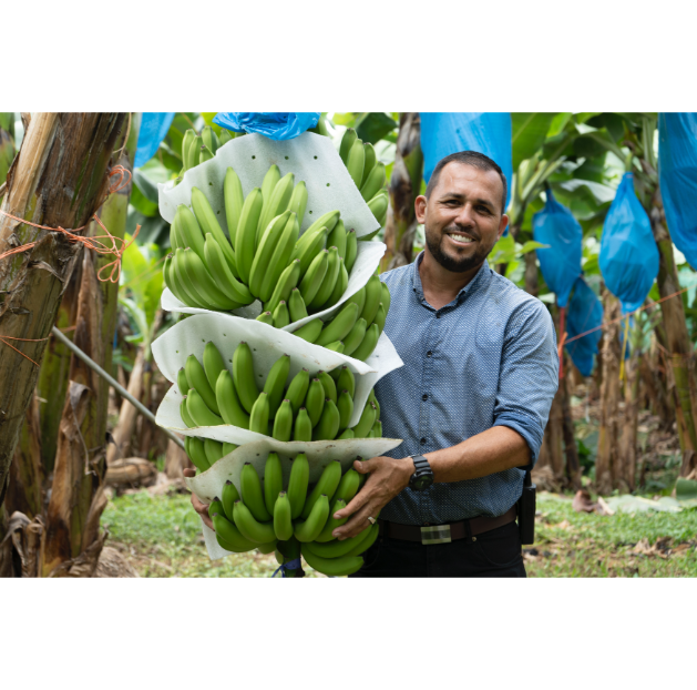 Banano Costa Rica