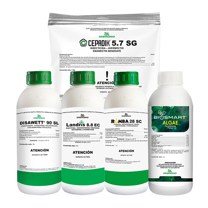 GT cepadik disawett landris rumba algae