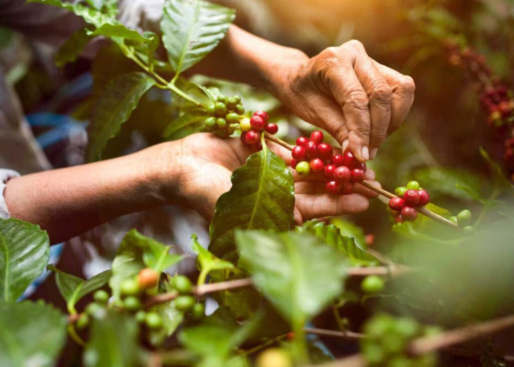 Impulsando la sostenibilidad y la trazabilidad en la cadena de valor del café con agricultura de precisión y soluciones integradas de gestión 1 agritecGEO soluciones de ultima generacion