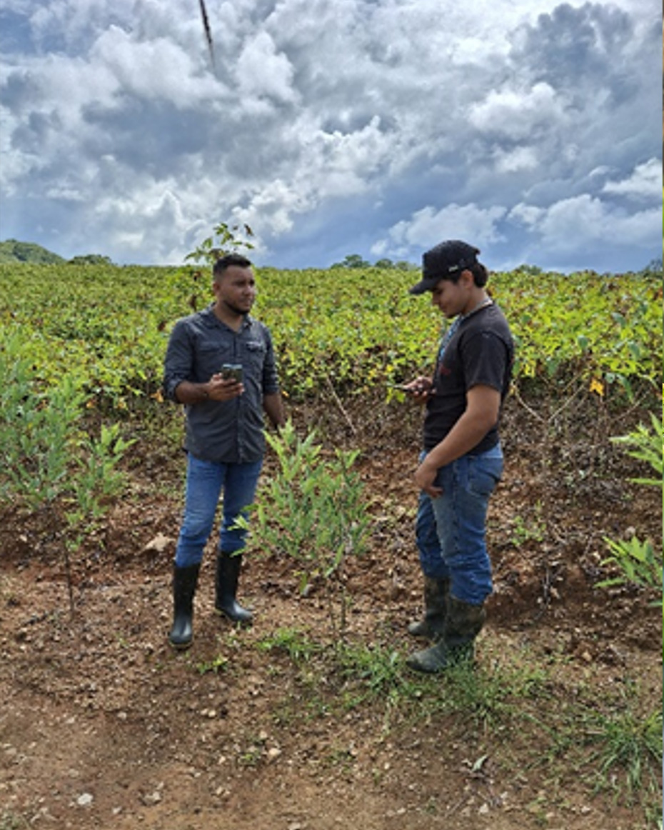AgritecGEO® transformando la agricultura en los cultivos de tubérculos en Panamá 3 concepcion navarro testimonio agritecgeo tuberculos