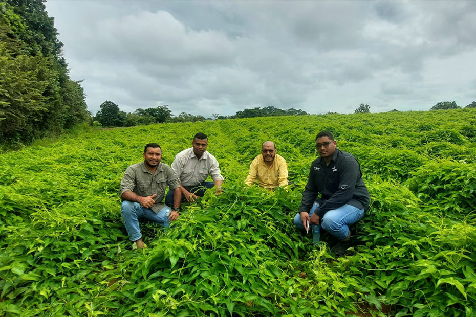 AgritecGEO® transformando la agricultura en los cultivos de tubérculos en Panamá 2 testimonio agritecgeo tuberculos 1