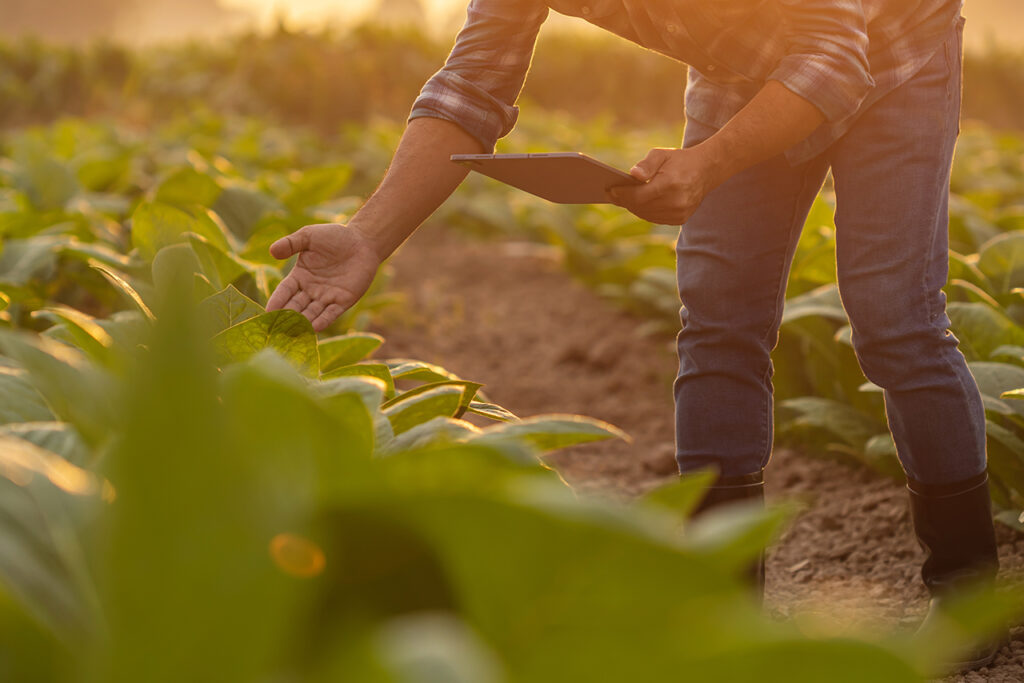 Agricultura Inteligente: cultivando el futuro con precisión 1 digitalizacion en la agricultura
