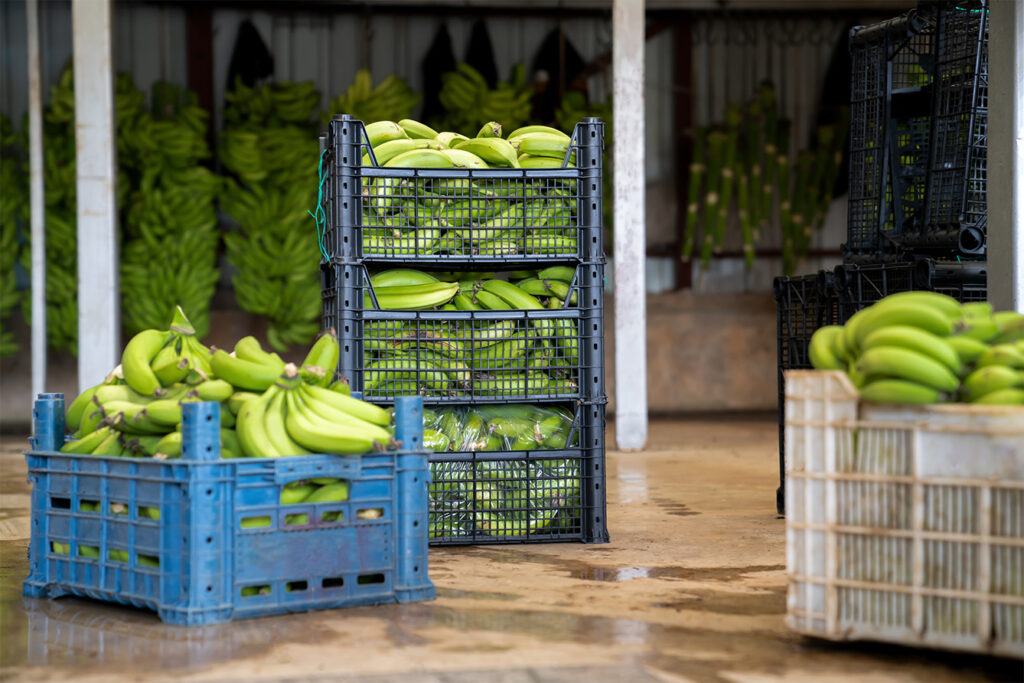 Análisis clave para la exportación de banano y aguacate 1 analisis residuos plaguicidas agritecgeo 1