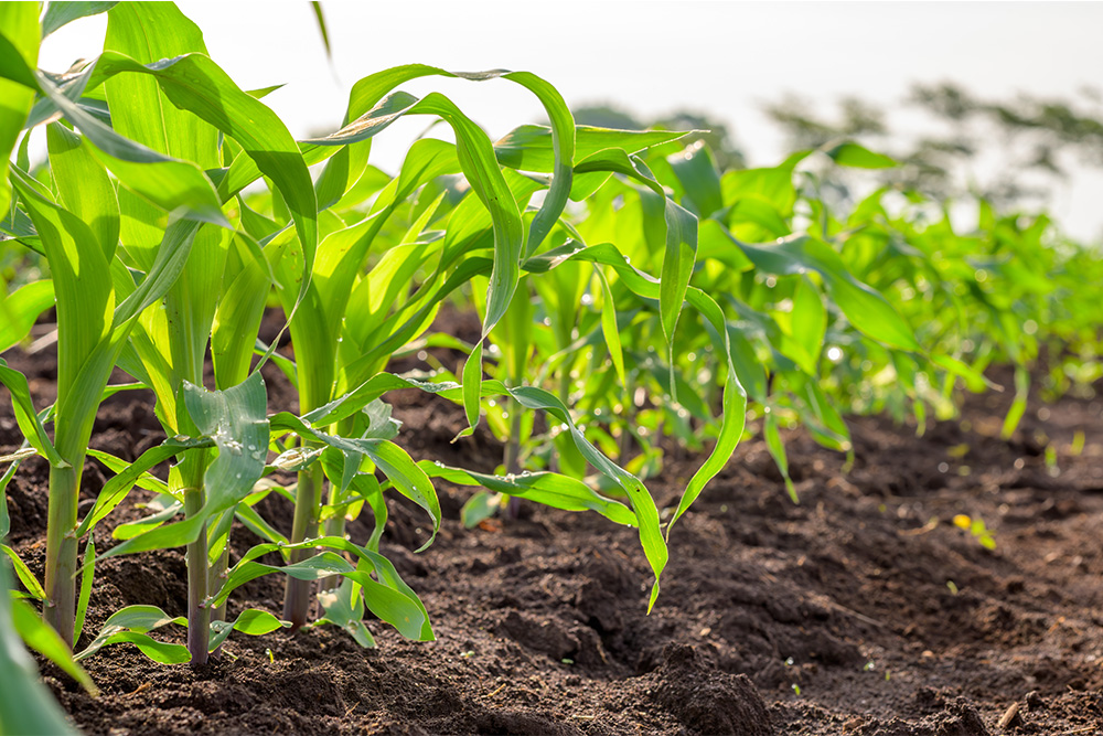 Mejor fertilizante para maíz en Guatemala 7 fertilizante maiz para mejor arranque starter