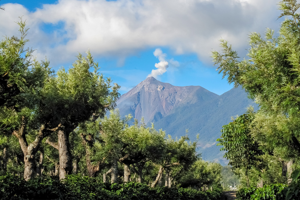 ¿Cuál es el mejor fertilizante para café? 4 fertilizacion-cafe-suelos-guatemala
