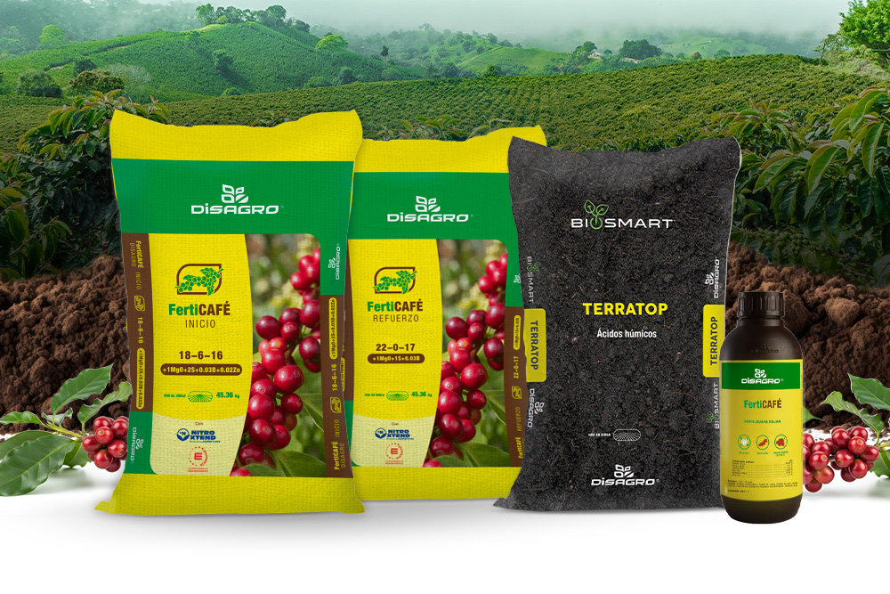 ¿Cuál es el mejor fertilizante para café? 2 ferticafe-mejor-fertilizante-para-cafe-guatemala