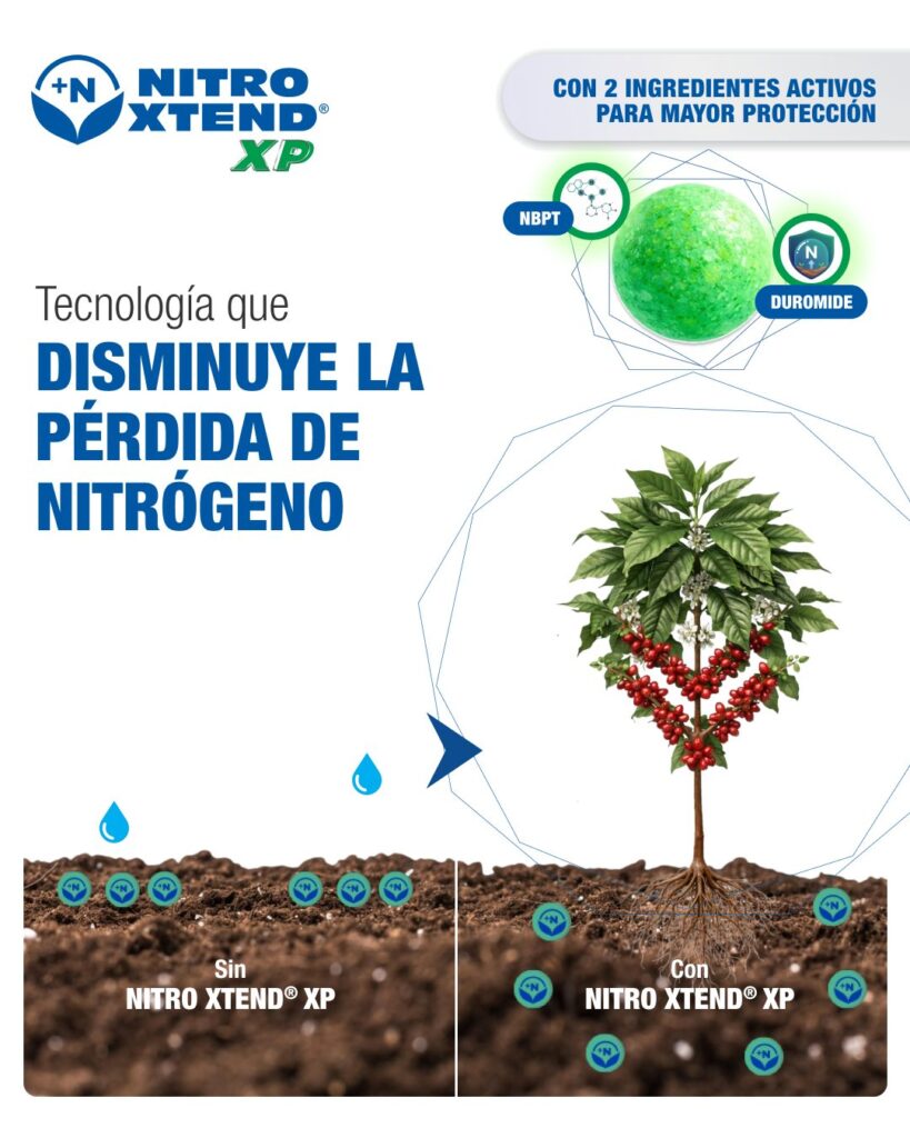¿Cuál es el mejor fertilizante para café? 6 nitro xtend xp disagro ferticafe