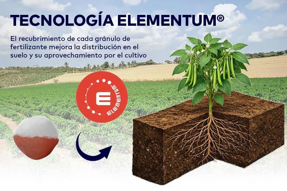 ¿Cuál es el mejor fertilizante para hortalizas? - Disagro Guatemala