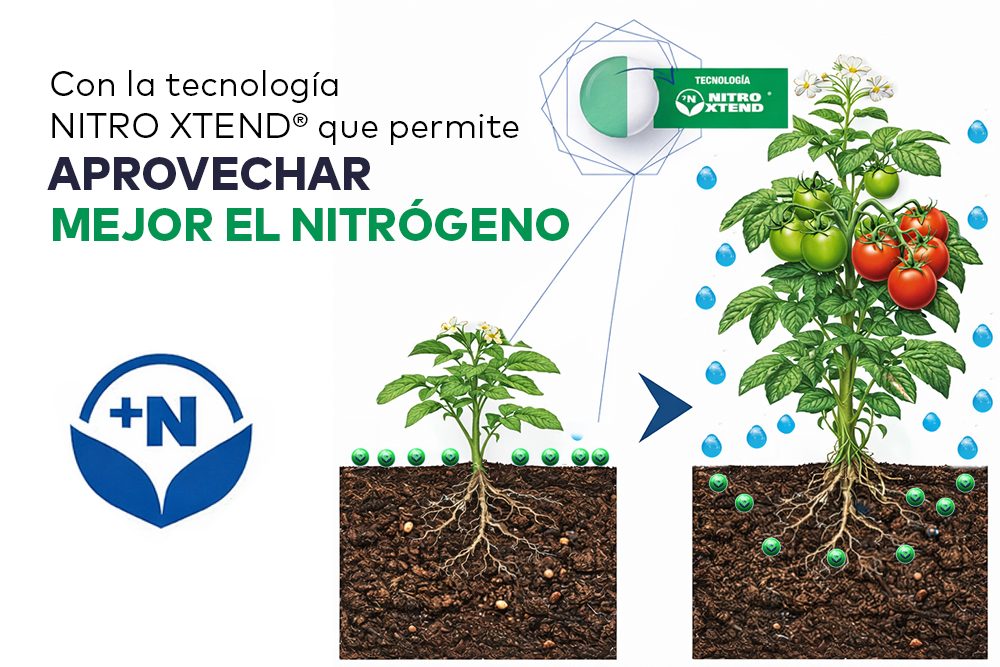 ¿Cuál es el mejor fertilizante para hortalizas? - Disagro Guatemala