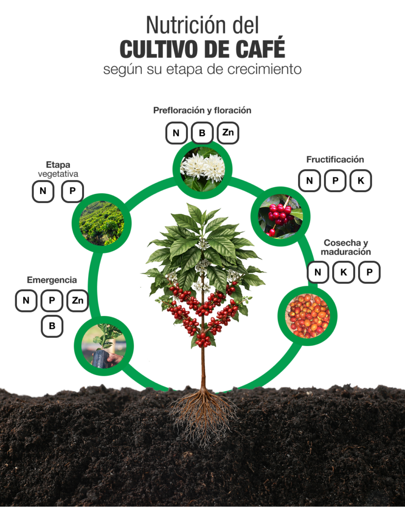 ¿Cuál es el mejor fertilizante para café? 3 CAFE Diagrama De Nutrientes