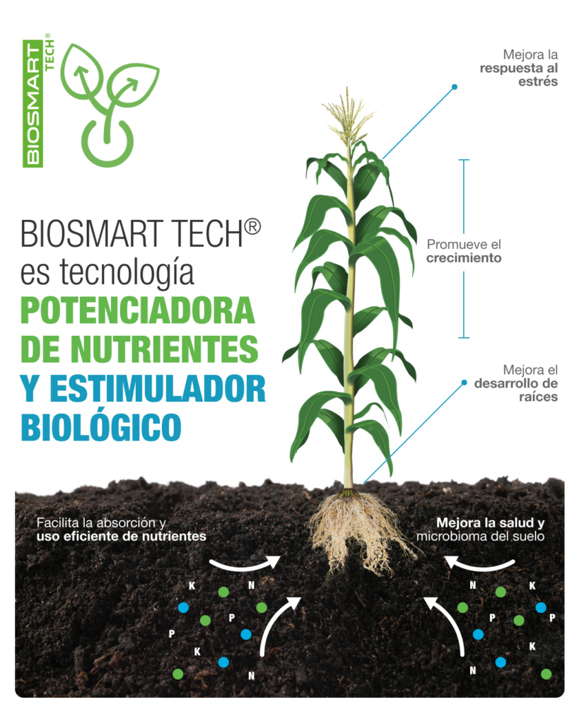Mejor fertilizante para maíz en Guatemala 6 MAIZ Infografia BIOSMART TECH cr