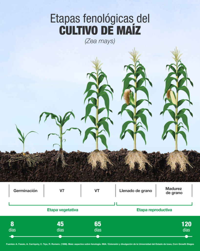 Mejor fertilizante para maíz en Guatemala 3 sv maiz fenologia