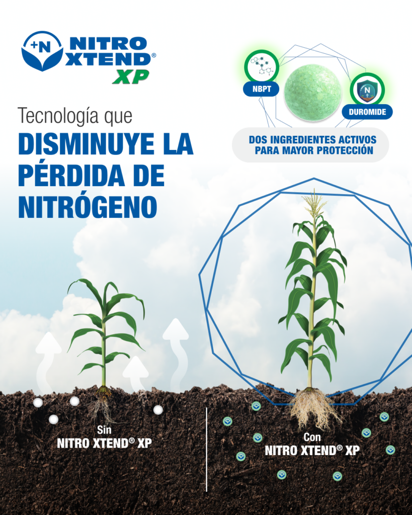 Mejor fertilizante para maíz en Guatemala 4 sv maiz nitro xtend xp