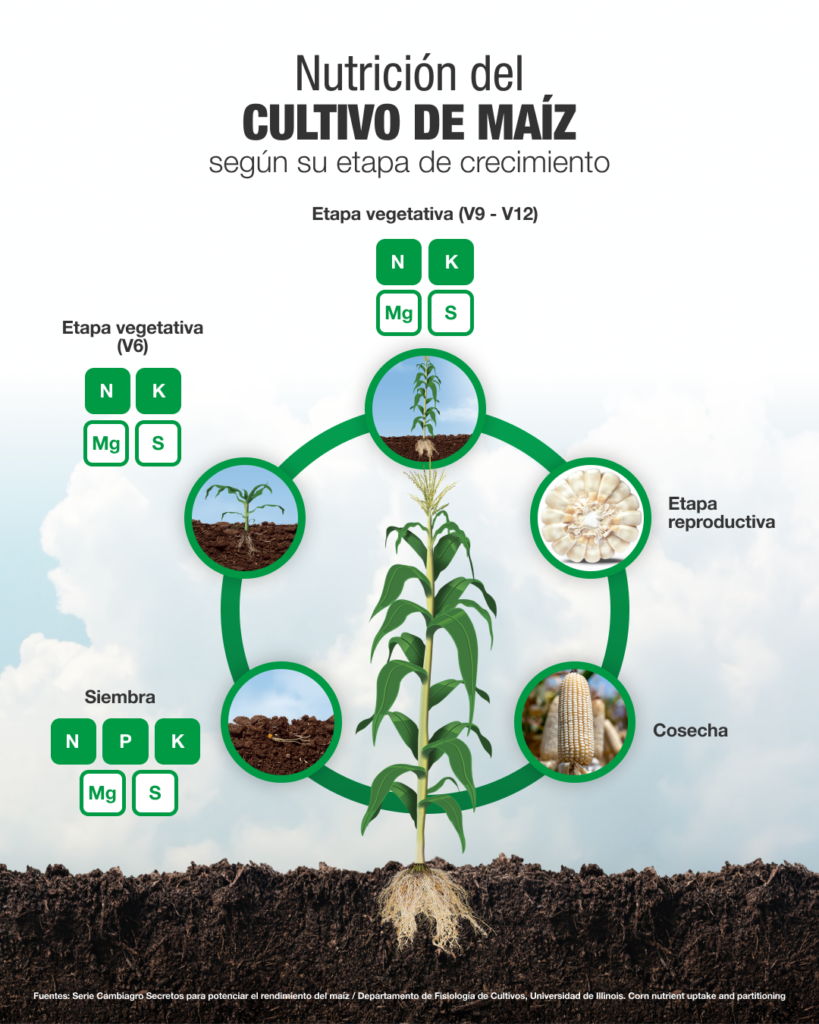 sv maiz nutrientes